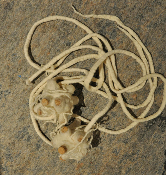 Kim Tucker, Kimberly Tucker, Sculpture from Wool Felt and Cork